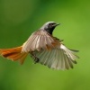 Rehek zahradni - Phoenicurus phoenicurus - Common Redstart s7699
